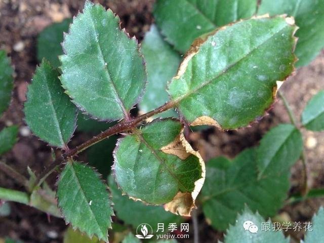 月季花的種植方法和日常養護管理(圖4)