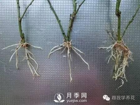 月季花的種植方法和日常養護管理(圖7)