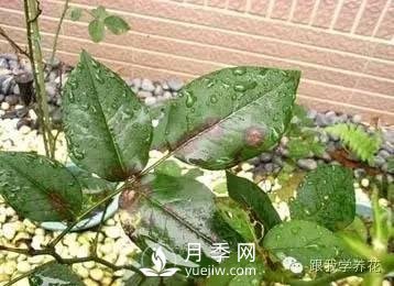 月季花的種植方法和日常養護管理(圖2)