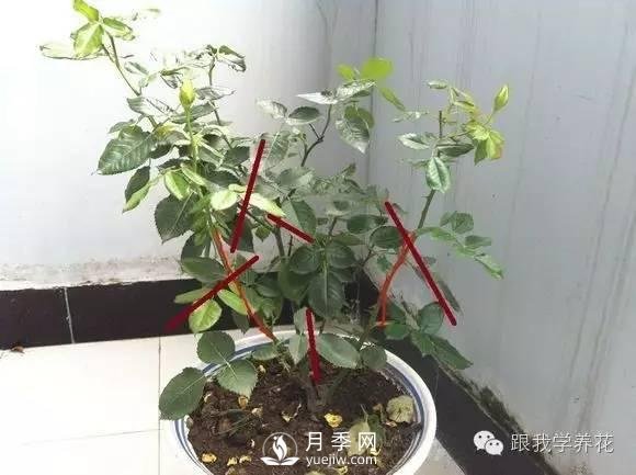 月季花的種植方法和日常養護管理(圖5)