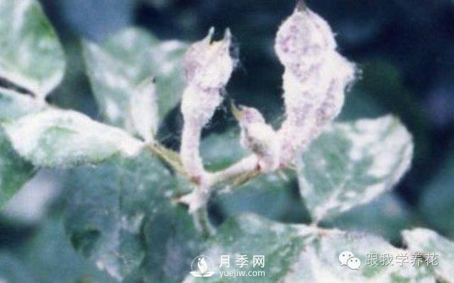 月季花的種植方法和日常養護管理(圖3)
