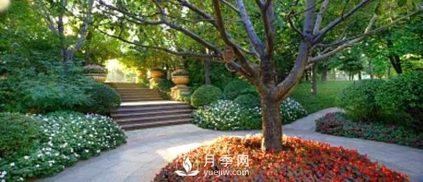 成都園林綠化中景觀(guān)樹(shù)選擇和知識(圖4)