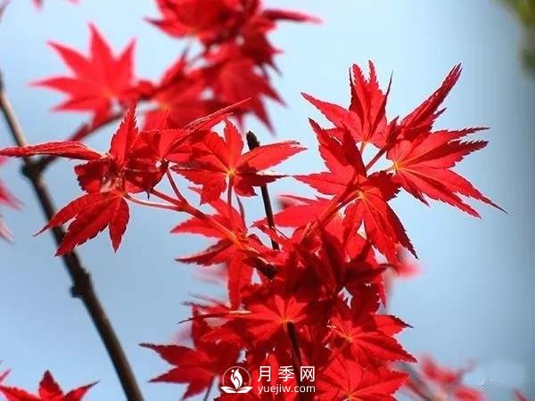 成都園林綠化中景觀(guān)樹(shù)選擇和知識(圖1)