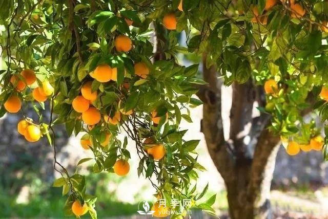 成都園林綠化中景觀(guān)樹(shù)選擇和知識(圖2)