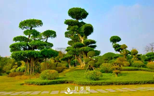 成都園林綠化中景觀(guān)樹(shù)選擇和知識(圖3)