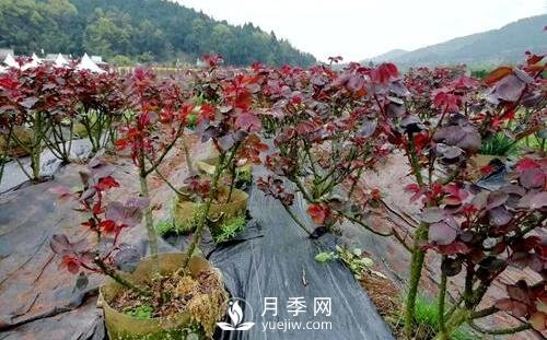南陽(yáng)月季大師——蘇玉果(圖3)