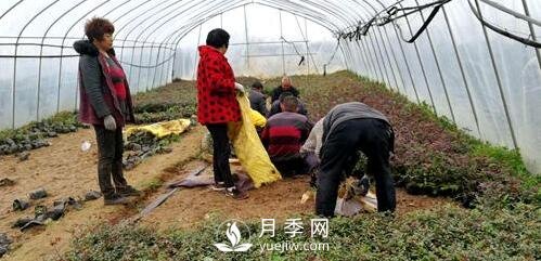 南陽(yáng)月季大師——蘇玉果(圖2)