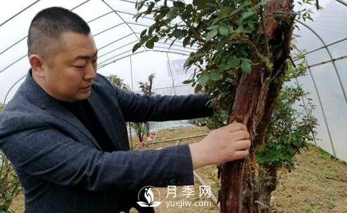 南陽(yáng)月季大師——蘇玉果(圖1)