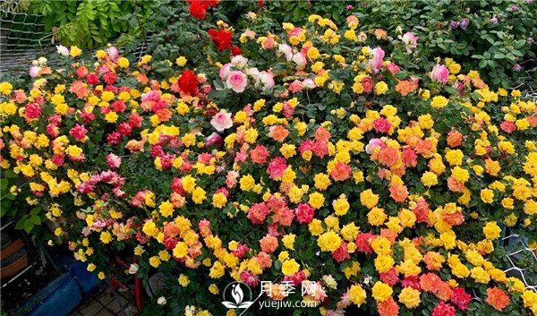 藤彩虹月季的優(yōu)缺點(diǎn)是什么？(圖2)