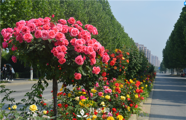 月季樹(shù)高貴典雅、花型花色多樣(圖3)