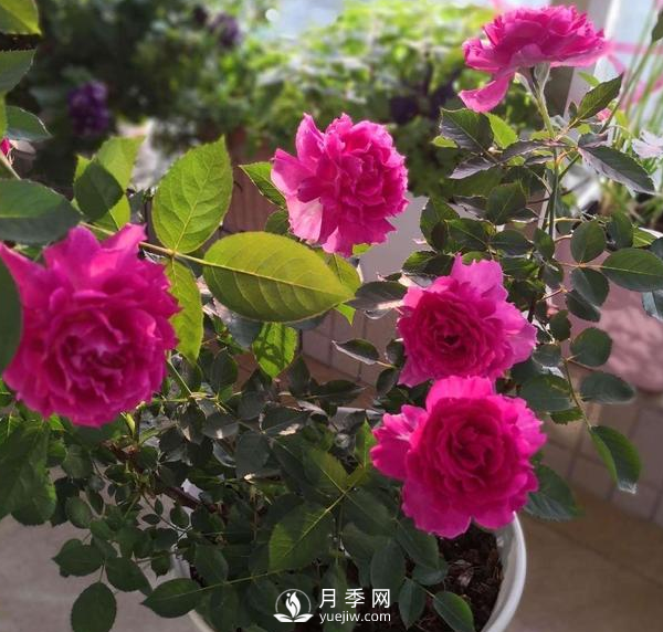 初春養月季，做好這幾點(diǎn)至關(guān)重要。(圖3)