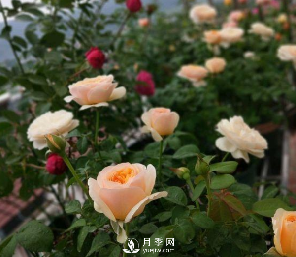 初春養月季，做好這幾點(diǎn)至關(guān)重要。(圖1)