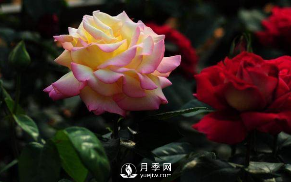 初春養月季，做好這幾點(diǎn)至關(guān)重要。(圖2)