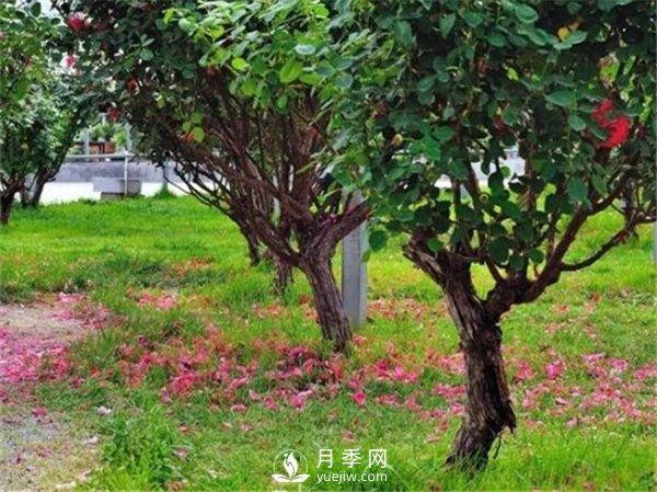 月季樹(shù)，玫瑰樹(shù)，樹(shù)狀月季的優(yōu)勢(圖1)