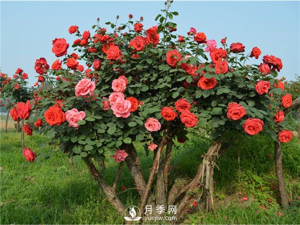 月季樹(shù)，玫瑰樹(shù)，樹(shù)狀月季的優(yōu)勢(圖3)