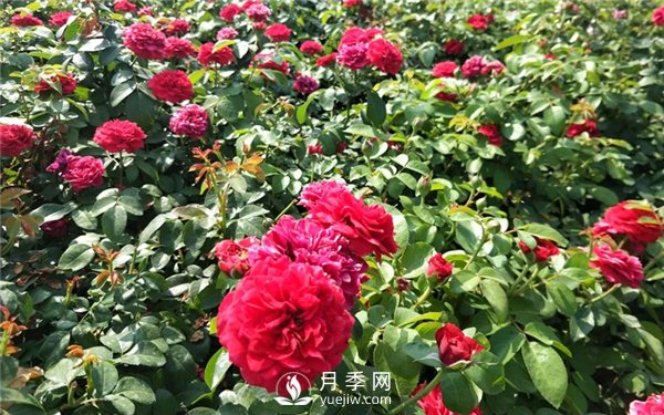 南陽(yáng)月季扦插苗和嫁接苗的區別(圖3)