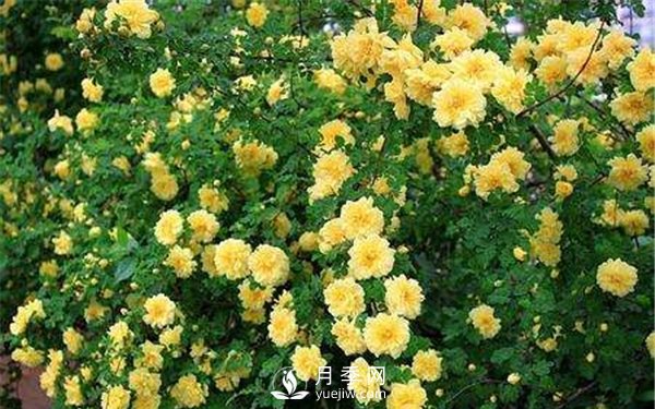 南陽(yáng)月季扦插苗和嫁接苗的區別(圖6)