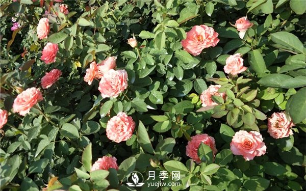 南陽(yáng)月季扦插苗和嫁接苗的區別(圖2)