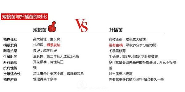南陽(yáng)月季扦插苗和嫁接苗的區別(圖5)