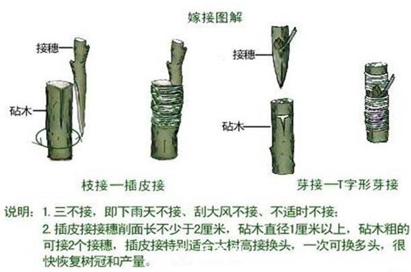 南陽(yáng)月季扦插苗和嫁接苗的區別(圖4)