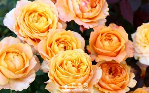 要想盆栽月季花養得好，做好這5點(diǎn)很實(shí)用(圖2)