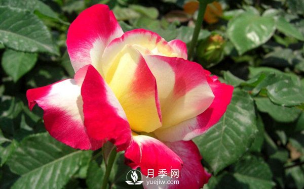 要想盆栽月季花養得好，做好這5點(diǎn)很實(shí)用(圖1)