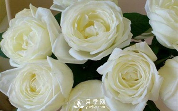 要想盆栽月季花養得好，做好這5點(diǎn)很實(shí)用(圖3)