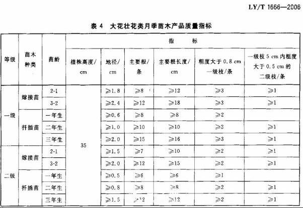 月季苗的質(zhì)量行業(yè)標準(圖1)