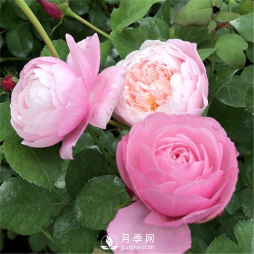 令人少女心爆棚的羽毛月季，南方人就愛(ài)她(圖1)