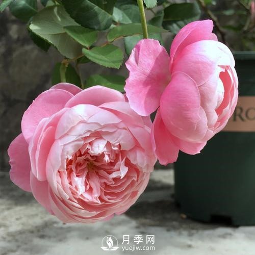 令人少女心爆棚的羽毛月季，南方人就愛(ài)她(圖3)