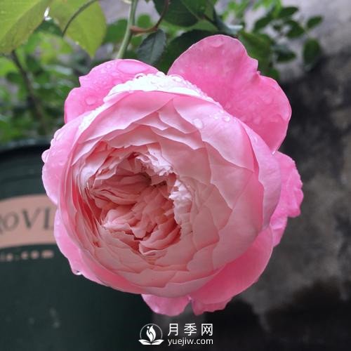 令人少女心爆棚的羽毛月季，南方人就愛(ài)她(圖2)