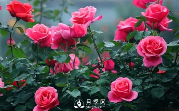 月季如何才能多開(kāi)花？月季怎么開(kāi)花多？(圖1)