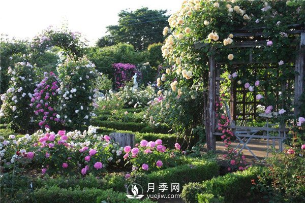 南陽(yáng)月季在花園景觀(guān)中的應用(圖2)
