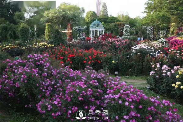 南陽(yáng)月季在花園景觀(guān)中的應用(圖1)