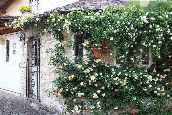 南陽(yáng)月季在花園景觀(guān)中的應用(圖3)