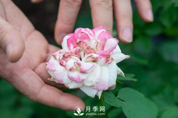 月季花后修剪怎么做？這樣做才能開(kāi)爆(圖1)