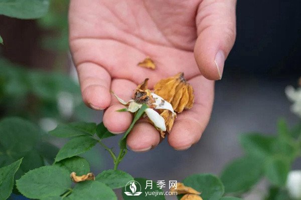 月季花后修剪怎么做？這樣做才能開(kāi)爆(圖2)