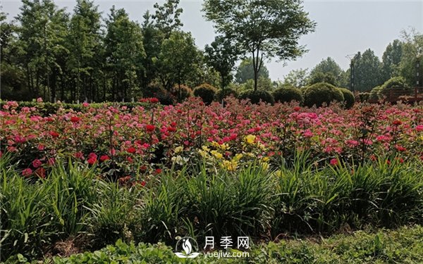 月季成活率低為什么？可能是您澆水不當引起(圖2)