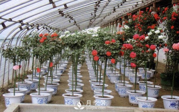 樹(shù)狀月季用什么作為砧木？(圖1)