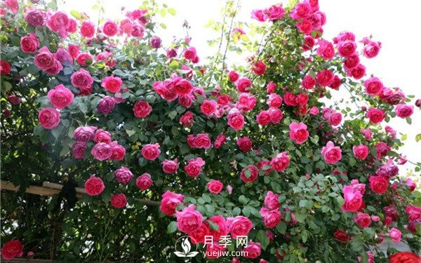藤本月季春花后修剪養護(圖1)