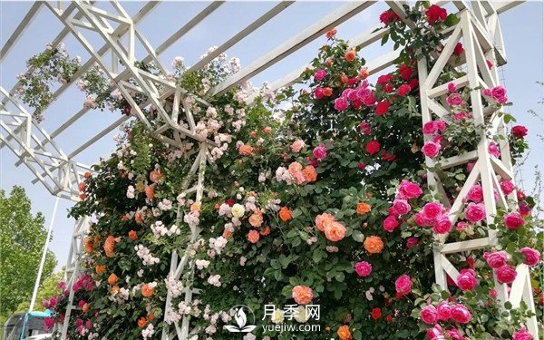 藤本月季春花后修剪養護(圖2)