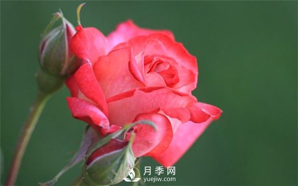 月季出現掉葉子怎么辦？(圖1)