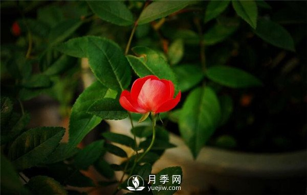 月季出現掉葉子怎么辦？(圖2)