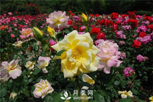 月季多種繁育方法，你會(huì )那種？(圖1)