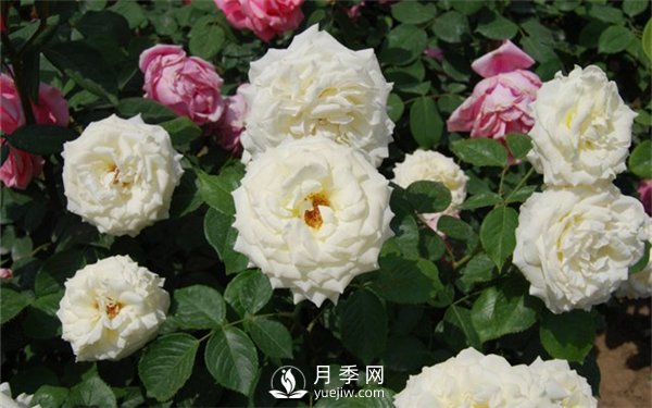 工程綠化用月季及其養護管理措施(圖3)
