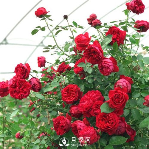 紅色系的藤本月季，簡(jiǎn)直美得讓人驚嘆！(圖1)