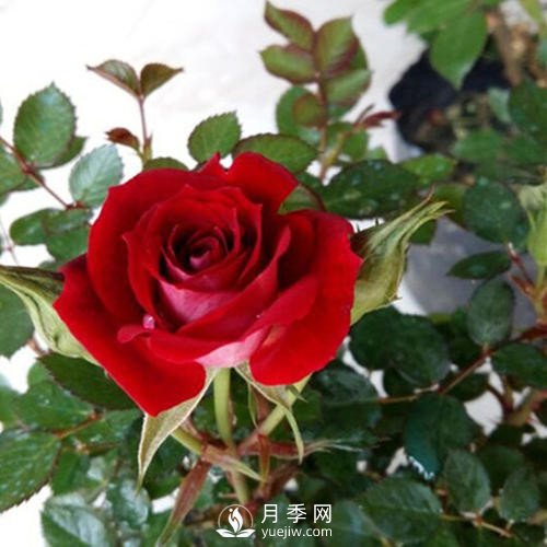 紅色系的藤本月季，簡(jiǎn)直美得讓人驚嘆！(圖2)