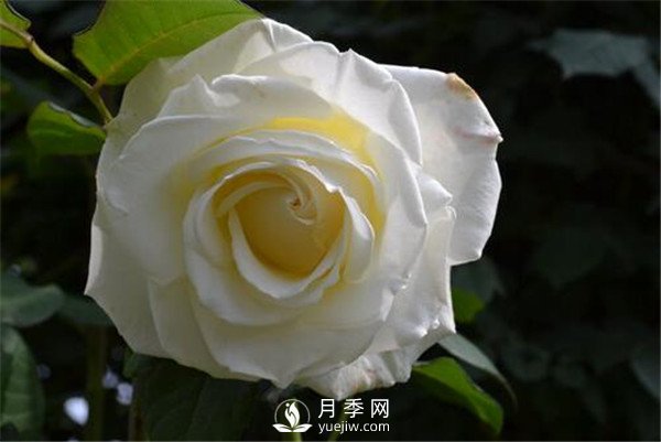 3月份月季花栽培與管理方法你知道嗎？(圖1)