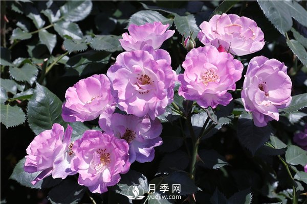 養月季花前你應該先了解這3件事！(圖2)