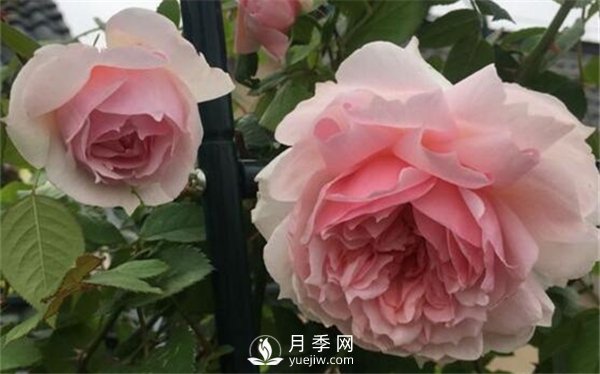 養月季花前你應該先了解這3件事！(圖1)